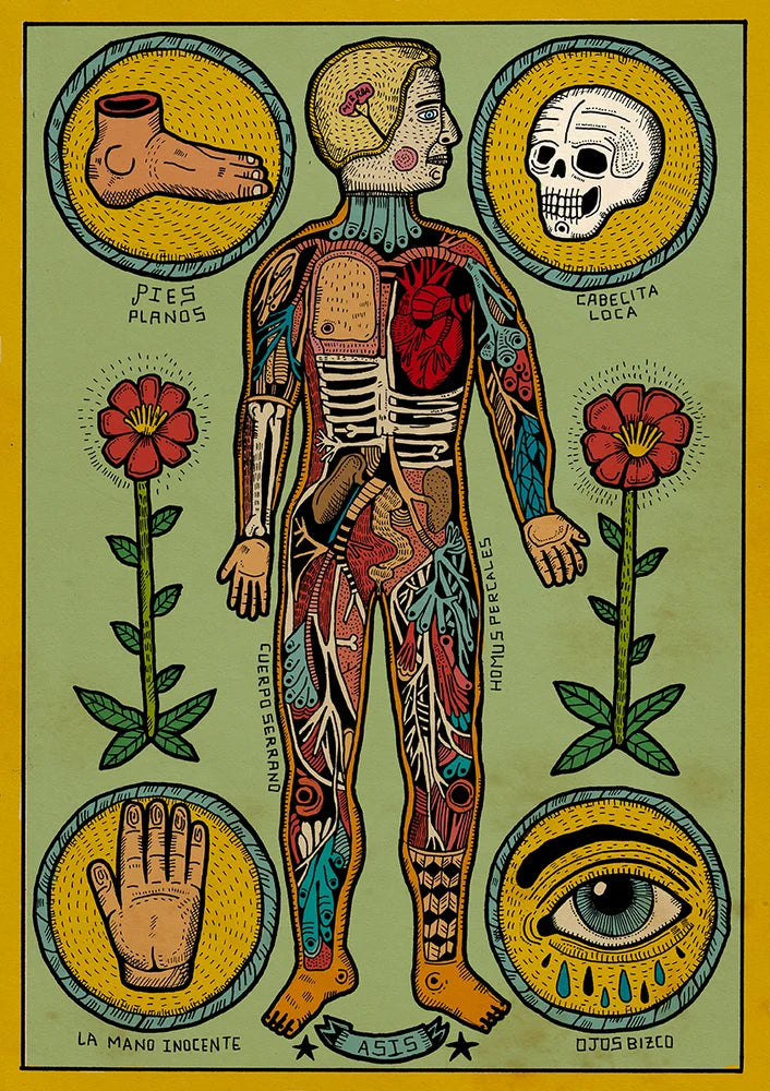 Anatomia de un cuerpo sesi