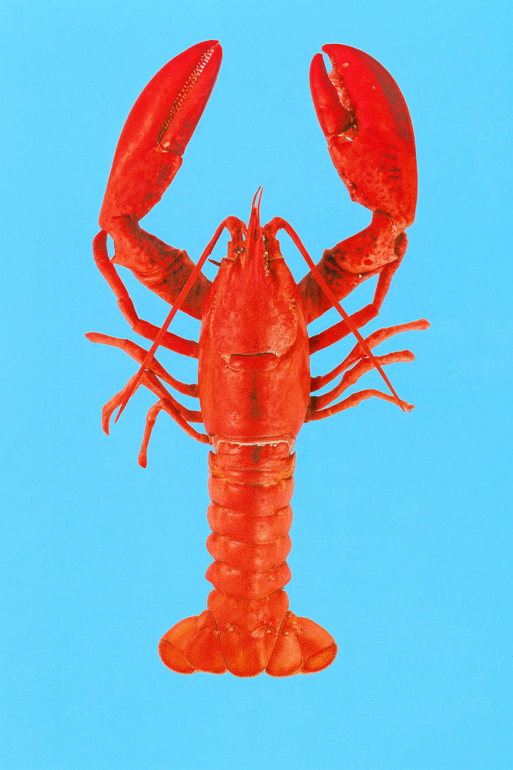 Colorful lobster illustration on bright blue background by Dutch artist PTRVRKD – A5 off-set art print on Biotop paper, perfect for modern home or kitchen decor