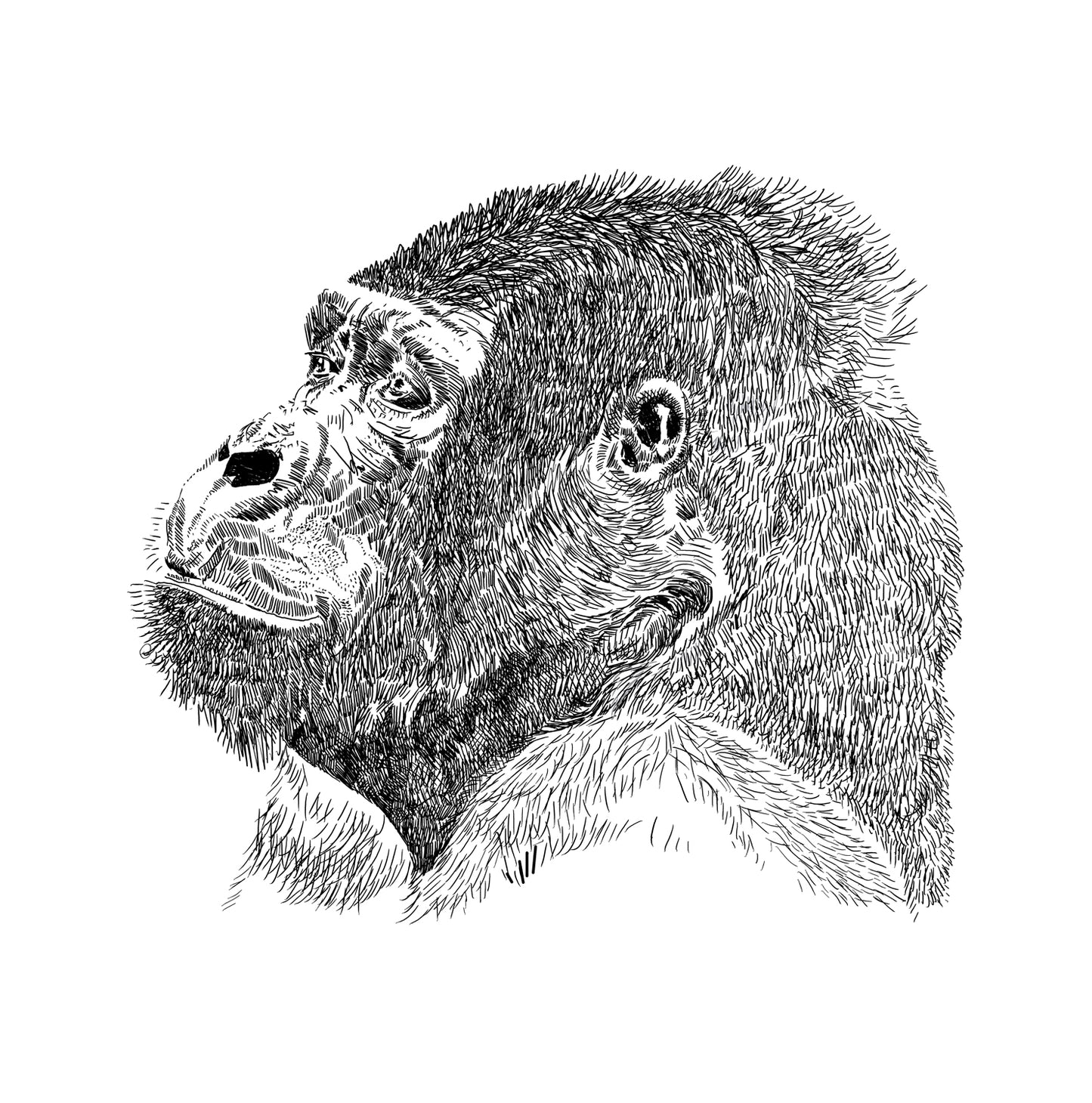 Black and white gorilla illustration with detailed hand-drawn lines, Gorilla art print by Studio Frits, 30x30 cm animal wall art.