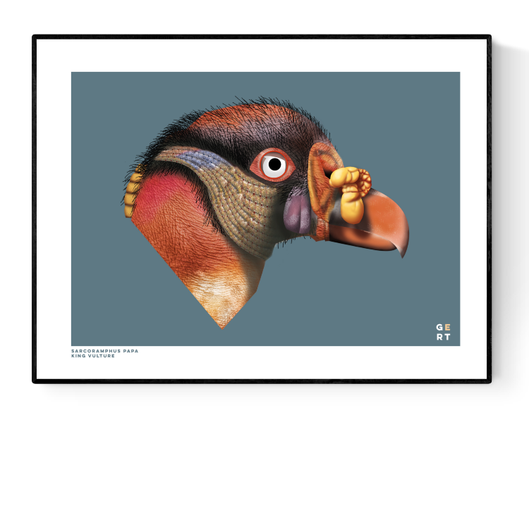 buy king vulture illustration artprint by Studio Frits