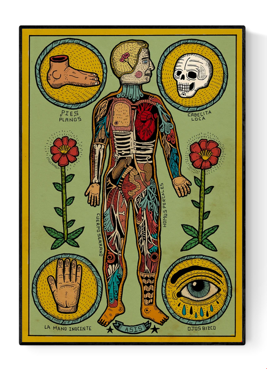 Anatomia de un cuerpo sesi