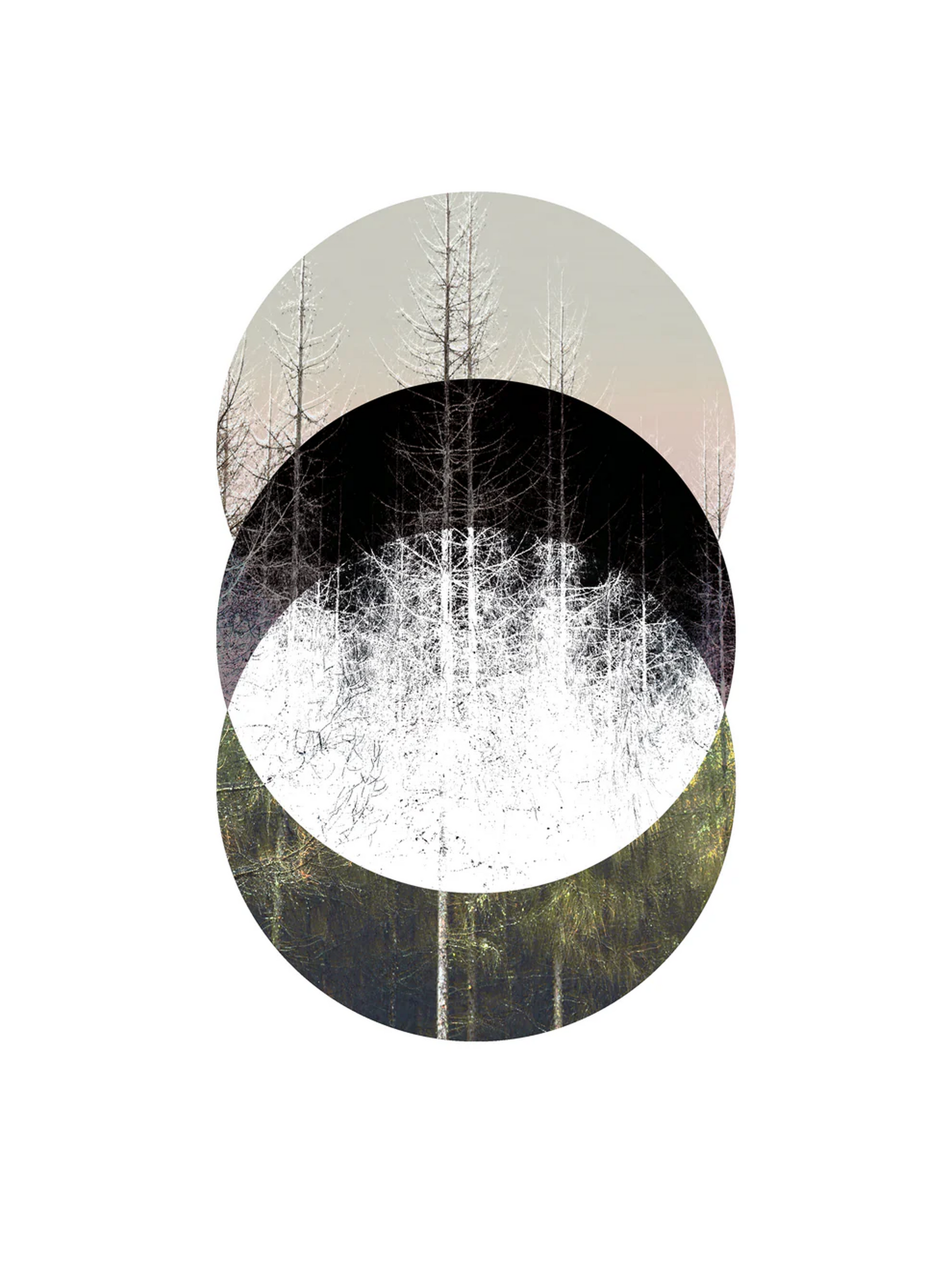 Minimalist Nordic forest art print titled Barrträd by Studio Frits — serene digital collage of pine trees in layered circular compositions, inspired by Swedish nature and Scandinavian design. Perfect wall art for modern interiors in Belgium, the Netherlands, France, and Germany.