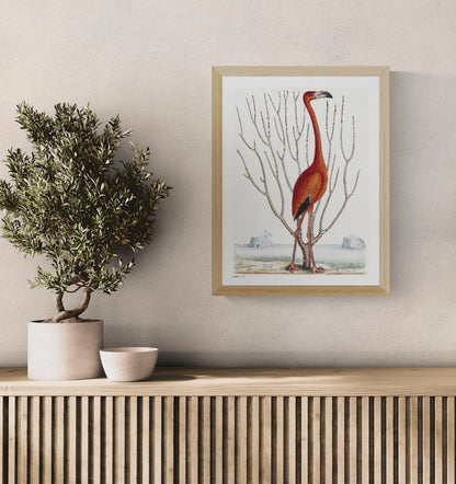 Vintage natural history illustration of a tall red-orange flamingo by Mark Catesby, surrounded by bare branches and a pale coastal landscape. Vertical digital print for nature-inspired wall decor.