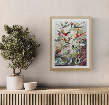 Vintage scientific illustration of colorful hummingbirds among tropical plants by Ernst Haeckel, digital print in portrait format, ideal for botanical wall art and nature-inspired home decor.