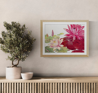 Nymphaea Lotus by Tanigami Konan, horizontal Japanese botanical illustration of large red and pale pink water lilies with green leaves, reproduced as a digital print for colourful floral wall decor.