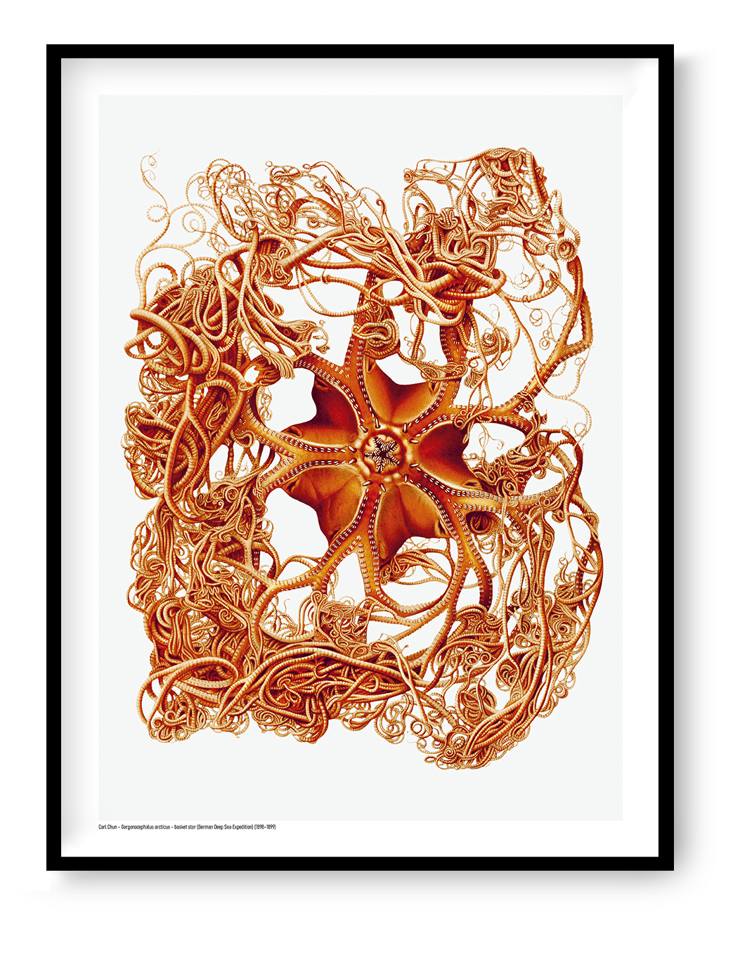 Detailed orange scientific illustration of a Gorgonocephalus arcticus basket star by Carl Chun, with curling arms on a white background, vertical digital print for marine-inspired wall decor.