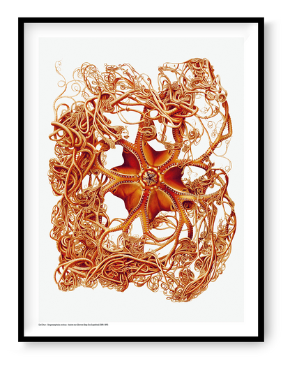 Detailed orange scientific illustration of a Gorgonocephalus arcticus basket star by Carl Chun, with curling arms on a white background, vertical digital print for marine-inspired wall decor.