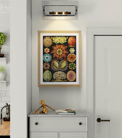 Ernst Haeckel Ascidiae scientific illustration featuring colorful sea squirts in orange, turquoise, yellow and red on a black background, vertical digital print for distinctive wall decor.