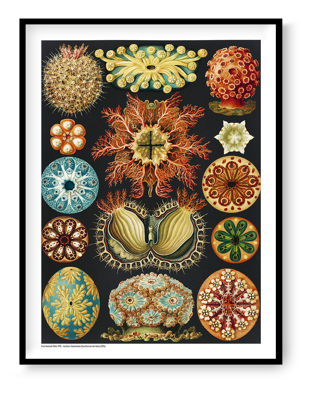 Ernst Haeckel Ascidiae scientific illustration featuring colorful sea squirts in orange, turquoise, yellow and red on a black background, vertical digital print for distinctive wall decor.
