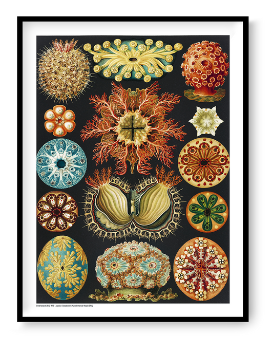 Ernst Haeckel Ascidiae scientific illustration featuring colorful sea squirts in orange, turquoise, yellow and red on a black background, vertical digital print for distinctive wall decor.