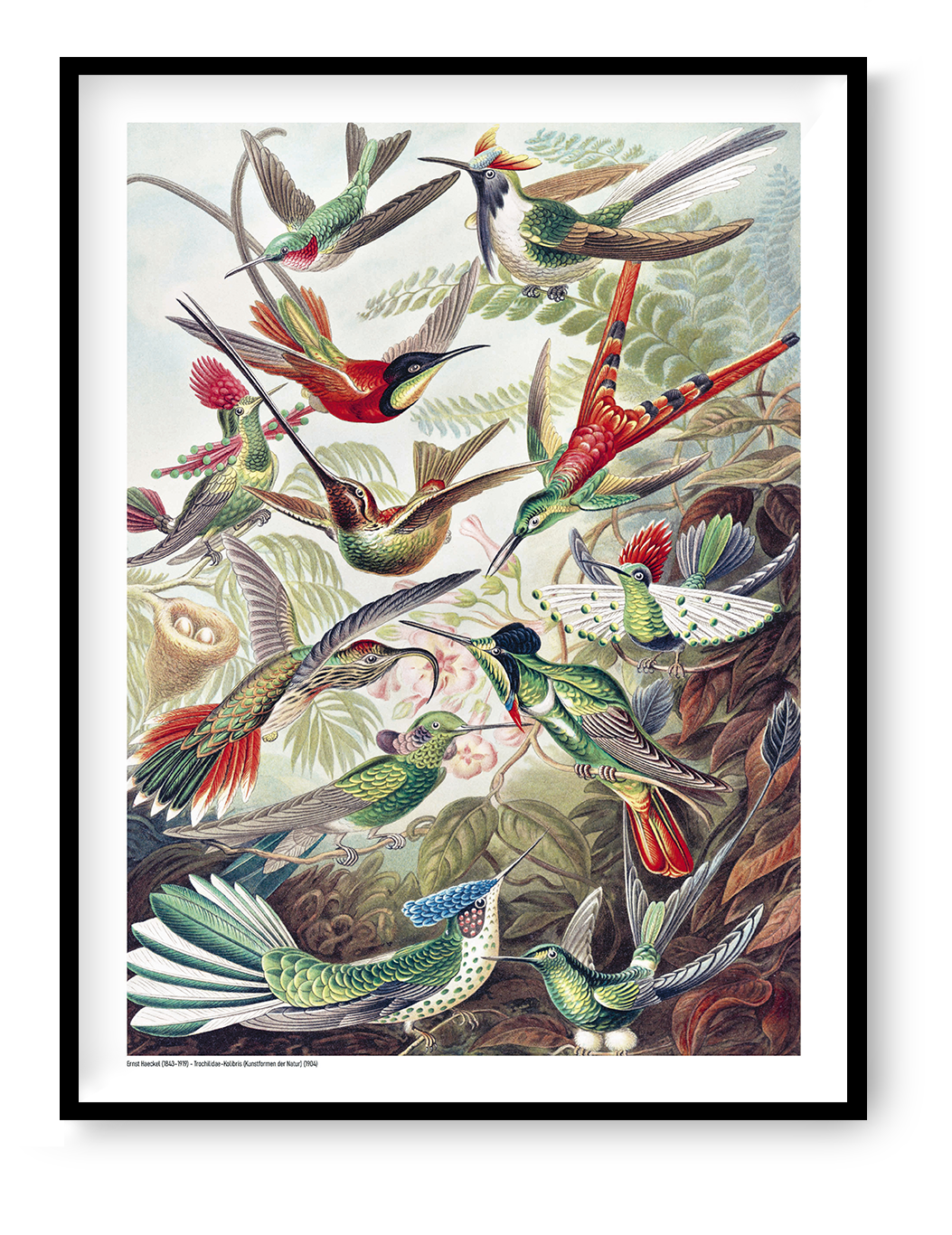 Vintage scientific illustration of colorful hummingbirds among tropical plants by Ernst Haeckel, digital print in portrait format, ideal for botanical wall art and nature-inspired home decor.