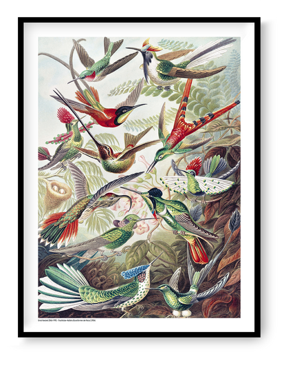 Vintage scientific illustration of colorful hummingbirds among tropical plants by Ernst Haeckel, digital print in portrait format, ideal for botanical wall art and nature-inspired home decor.