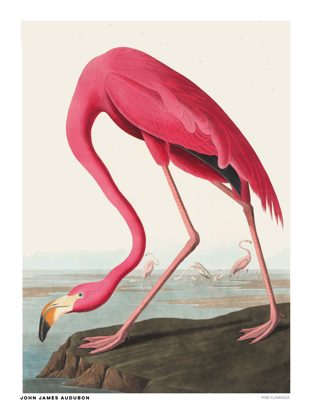 Vintage natural history illustration of a bright pink flamingo bending its long neck toward the water, with smaller flamingos in the background. Detailed vertical wildlife artwork by John James Audubon, ideal for colorful wall decor.