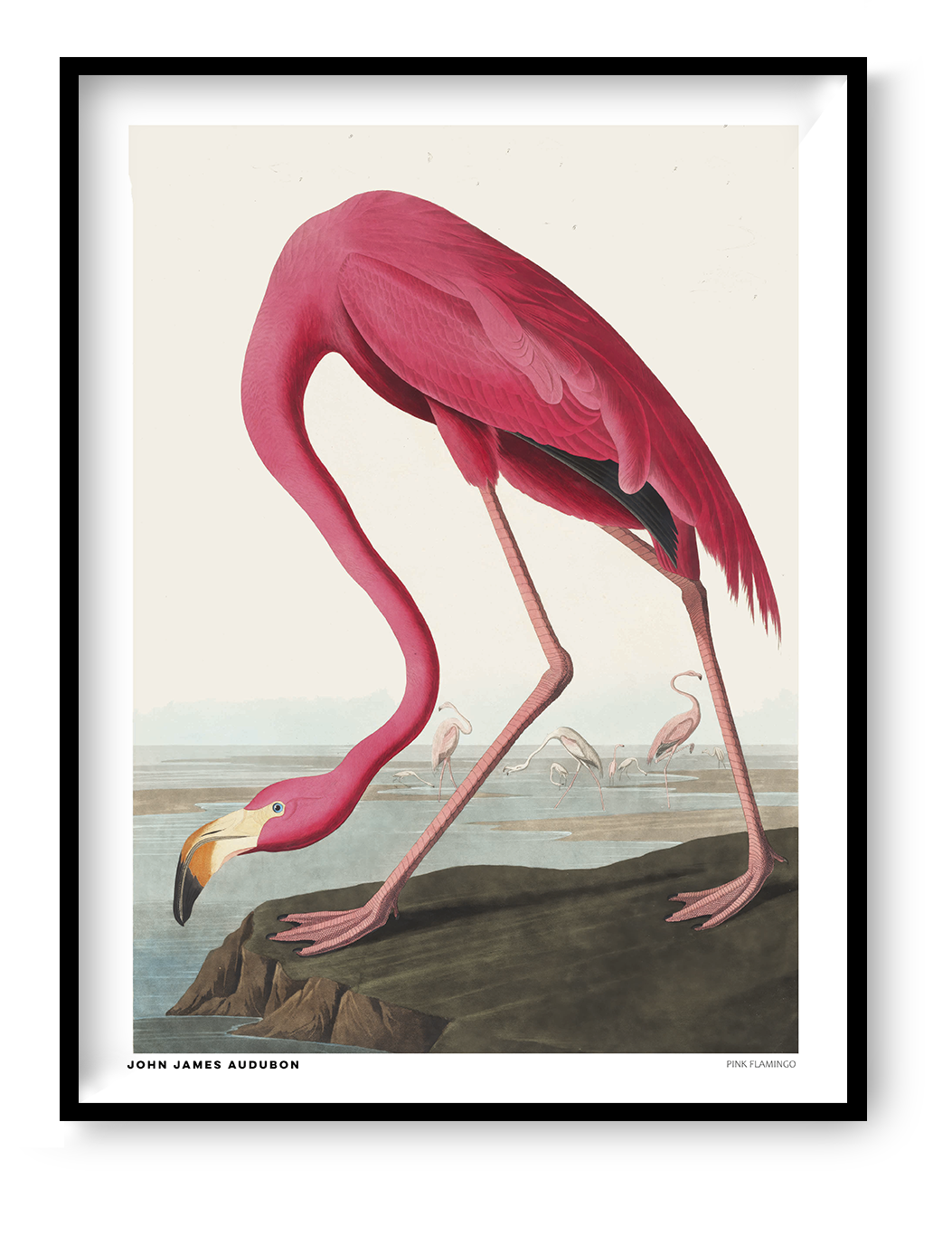 Vintage natural history illustration of a bright pink flamingo bending its long neck toward the water, with smaller flamingos in the background. Detailed vertical wildlife artwork by John James Audubon, ideal for colorful wall decor.