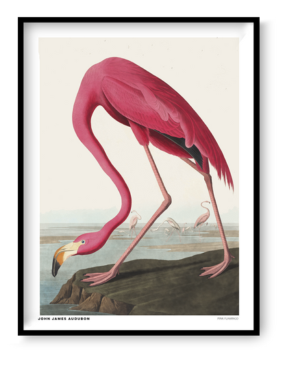 Vintage natural history illustration of a bright pink flamingo bending its long neck toward the water, with smaller flamingos in the background. Detailed vertical wildlife artwork by John James Audubon, ideal for colorful wall decor.