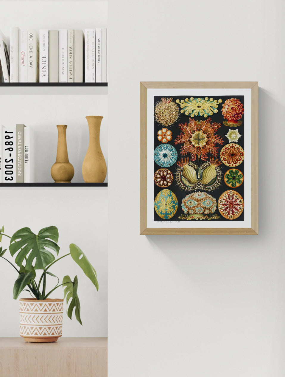 Ernst Haeckel Ascidiae scientific illustration featuring colorful sea squirts in orange, turquoise, yellow and red on a black background, vertical digital print for distinctive wall decor.