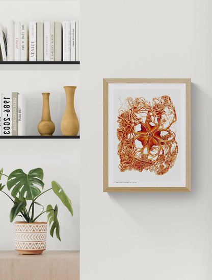 Detailed orange scientific illustration of a Gorgonocephalus arcticus basket star by Carl Chun, with curling arms on a white background, vertical digital print for marine-inspired wall decor.