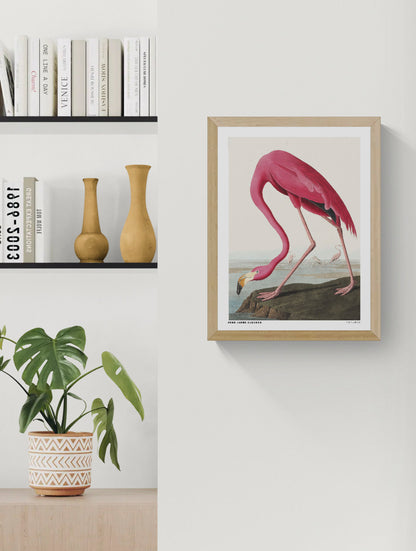 Vintage natural history illustration of a bright pink flamingo bending its long neck toward the water, with smaller flamingos in the background. Detailed vertical wildlife artwork by John James Audubon, ideal for colorful wall decor.
