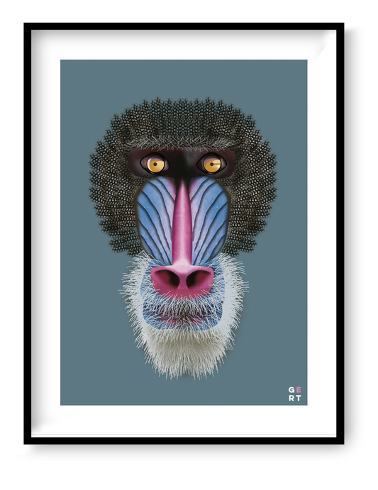 Colorful mandrill monkey portrait illustration art print by Studio Frits (Gert Paenen), modern wildlife wall art with vibrant blue and pink tones.