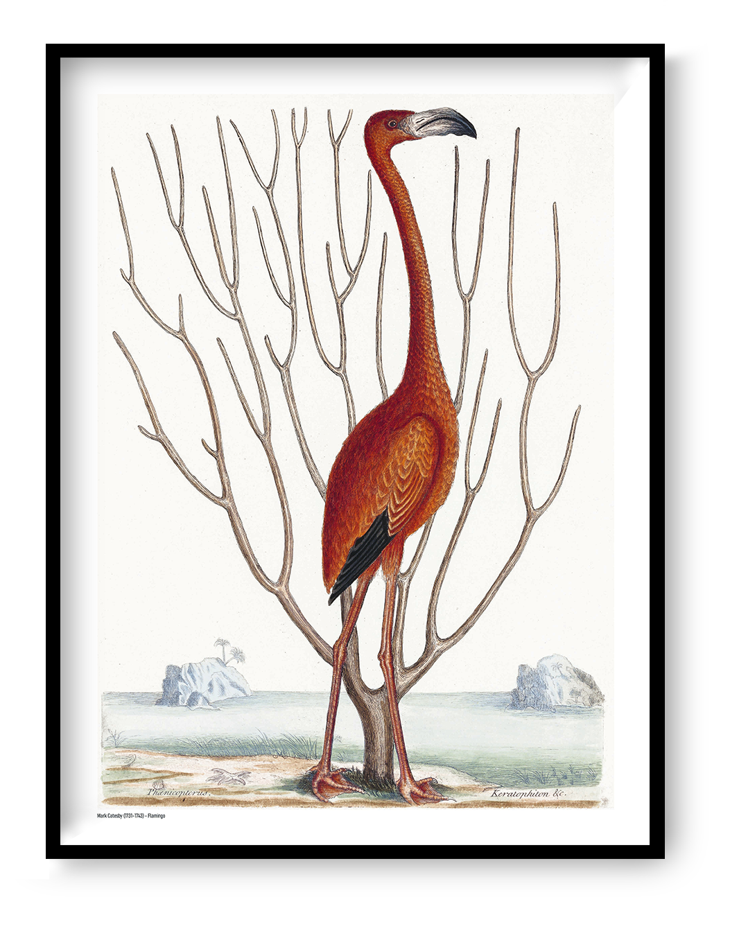 Vintage natural history illustration of a tall red-orange flamingo by Mark Catesby, surrounded by bare branches and a pale coastal landscape. Vertical digital print for nature-inspired wall decor.