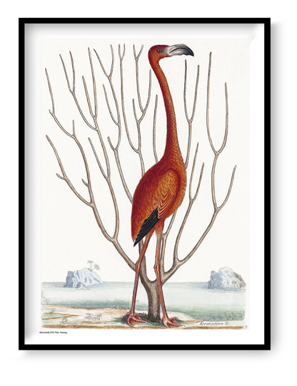 Vintage natural history illustration of a tall red-orange flamingo by Mark Catesby, surrounded by bare branches and a pale coastal landscape. Vertical digital print for nature-inspired wall decor.
