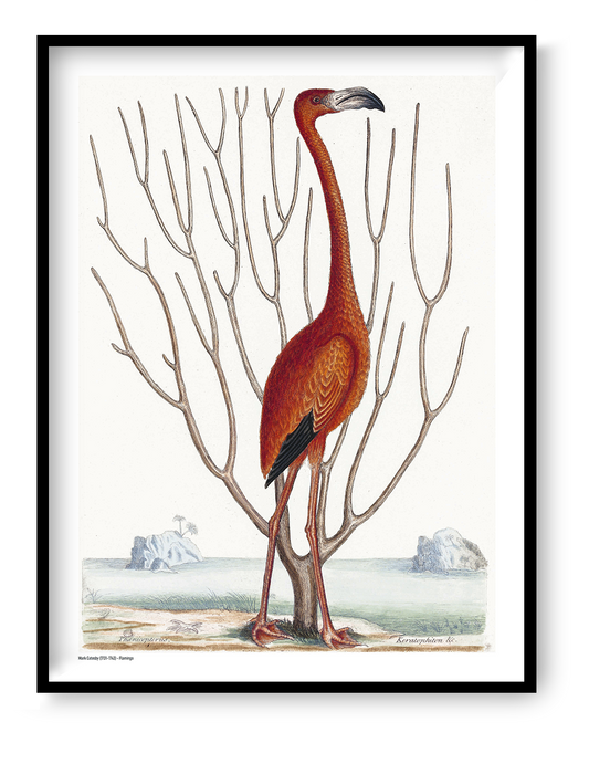 Vintage natural history illustration of a tall red-orange flamingo by Mark Catesby, surrounded by bare branches and a pale coastal landscape. Vertical digital print for nature-inspired wall decor.