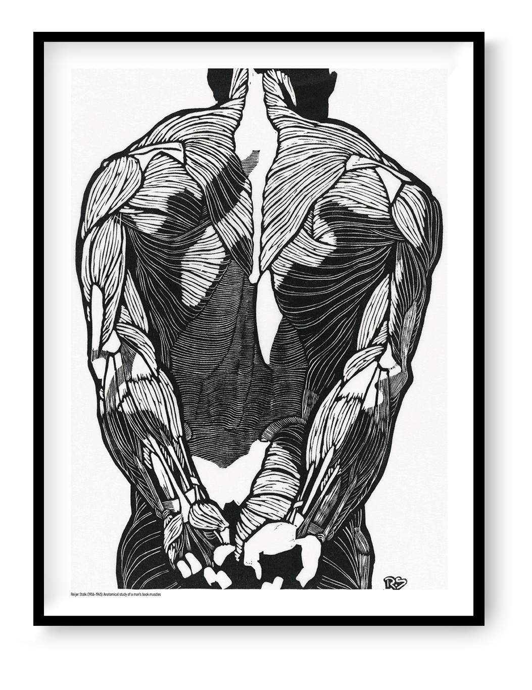 Black and white anatomical study of a man's back muscles by Reijer Stolk, featuring bold graphic linework and strong contrast in a vertical format, ideal as distinctive wall art for a modern office, studio or home.
