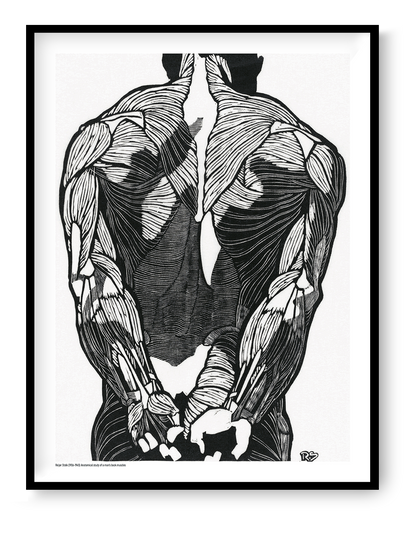 Black and white anatomical study of a man's back muscles by Reijer Stolk, featuring bold graphic linework and strong contrast in a vertical format, ideal as distinctive wall art for a modern office, studio or home.