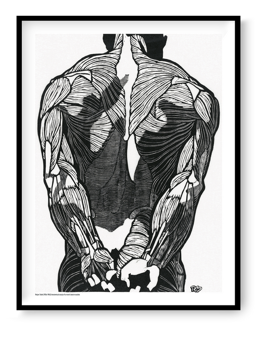 Black and white anatomical study of a man's back muscles by Reijer Stolk, featuring bold graphic linework and strong contrast in a vertical format, ideal as distinctive wall art for a modern office, studio or home.