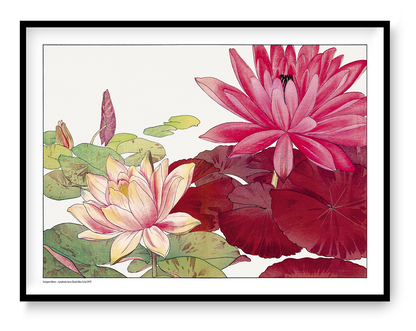 Nymphaea Lotus by Tanigami Konan, horizontal Japanese botanical illustration of large red and pale pink water lilies with green leaves, reproduced as a digital print for colourful floral wall decor.