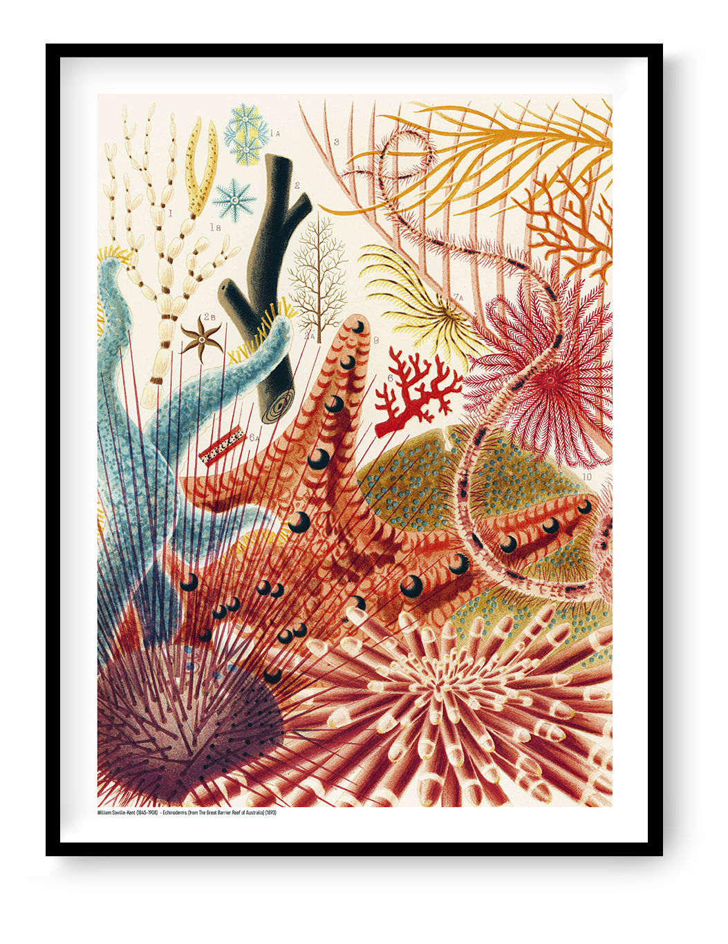 Vertical vintage natural history illustration of colourful echinoderms, sea urchins and branching marine forms in red, blue, orange and green, reproduced as a digital print for distinctive wall decor.