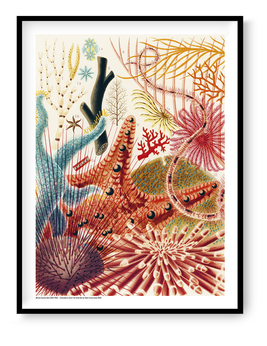 Vertical vintage natural history illustration of colourful echinoderms, sea urchins and branching marine forms in red, blue, orange and green, reproduced as a digital print for distinctive wall decor.