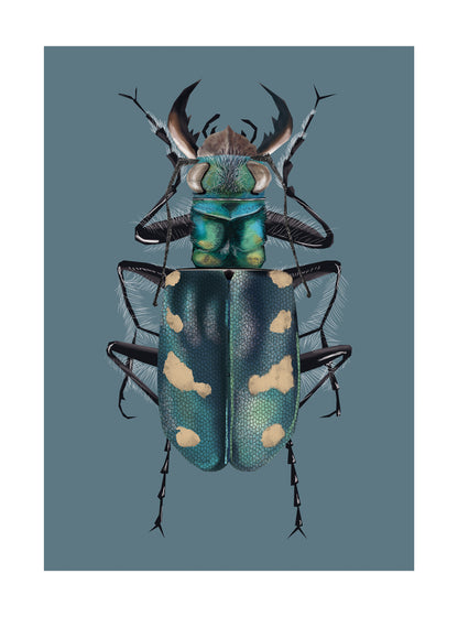 Dune Tiger Beetle