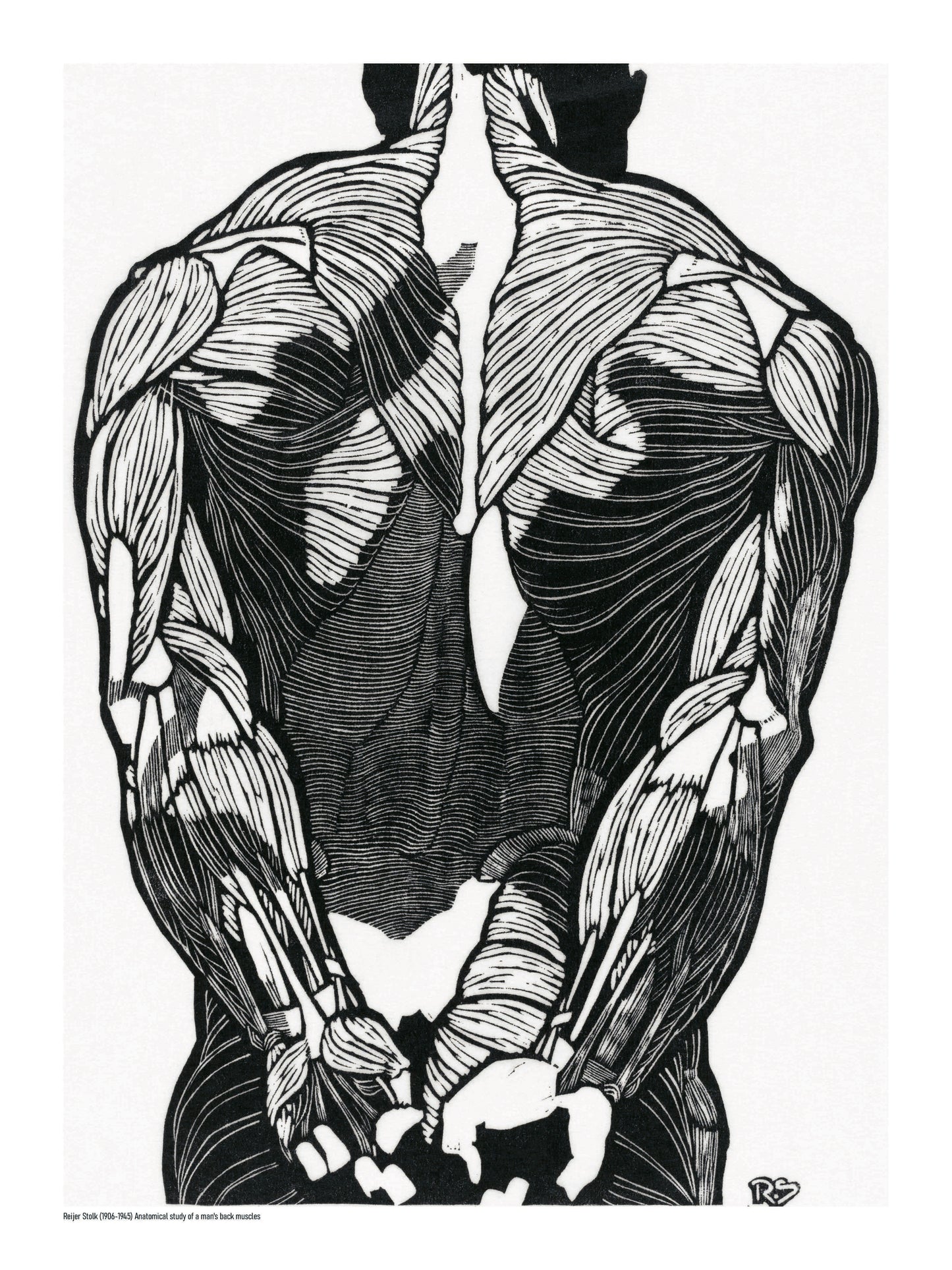 Black and white anatomical study of a man's back muscles by Reijer Stolk, featuring bold graphic linework and strong contrast in a vertical format, ideal as distinctive wall art for a modern office, studio or home.