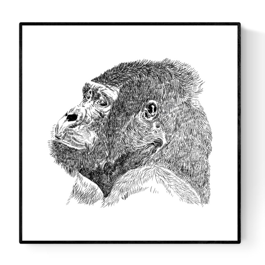 buy illustration with hand drawn black and white gorilla by Studio Frits