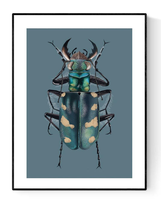 buy dune tiger beetle illustration by Studio Frits