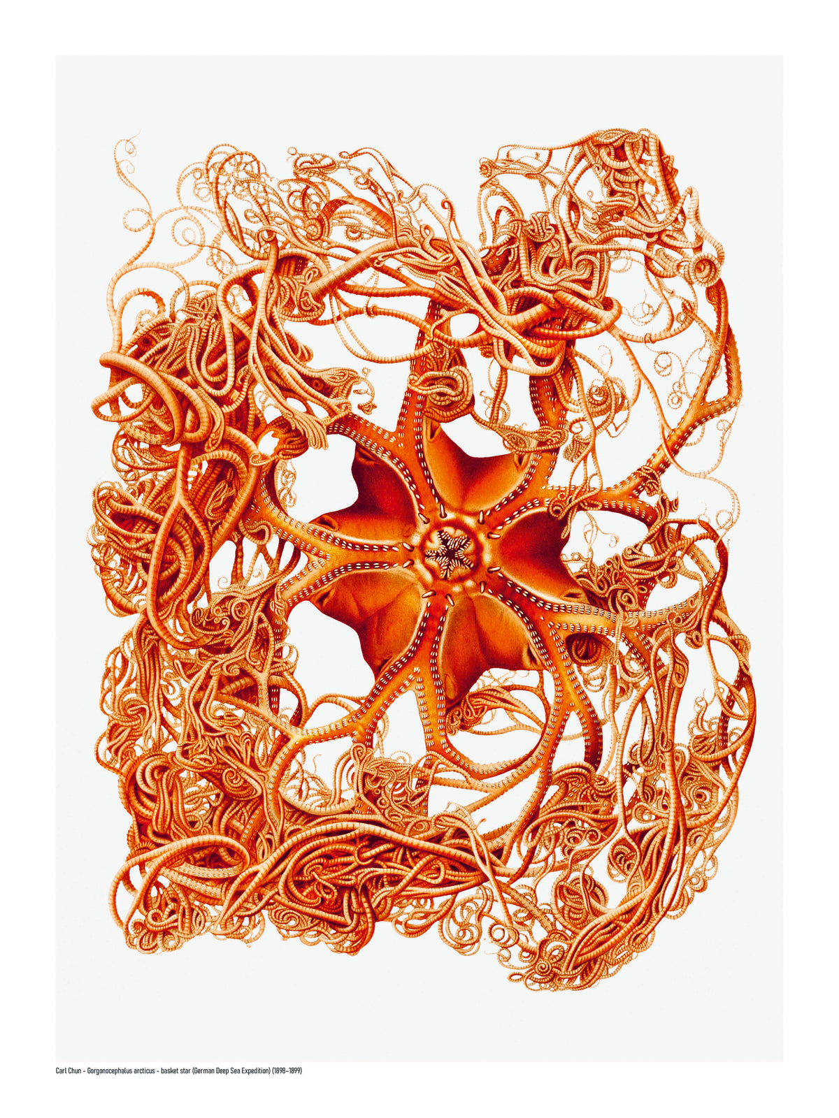 Detailed orange scientific illustration of a Gorgonocephalus arcticus basket star by Carl Chun, with curling arms on a white background, vertical digital print for marine-inspired wall decor.