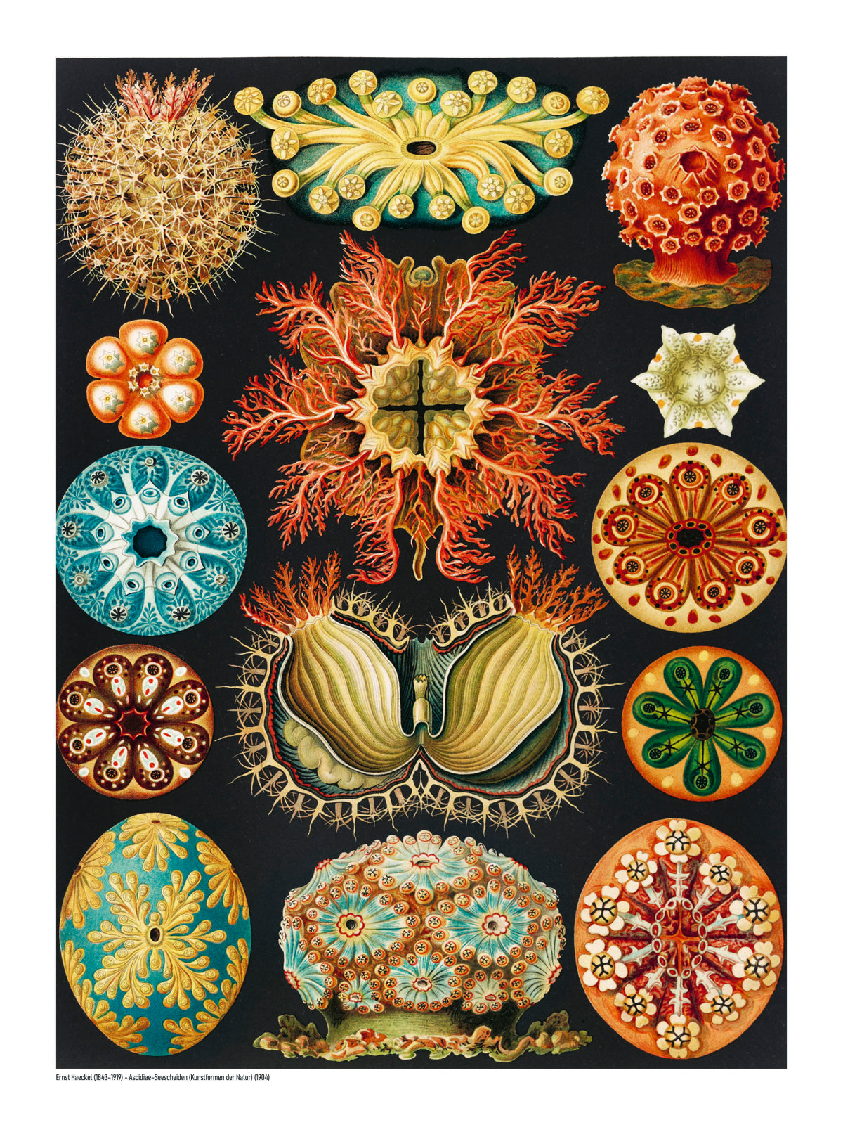Ernst Haeckel Ascidiae scientific illustration featuring colorful sea squirts in orange, turquoise, yellow and red on a black background, vertical digital print for distinctive wall decor.