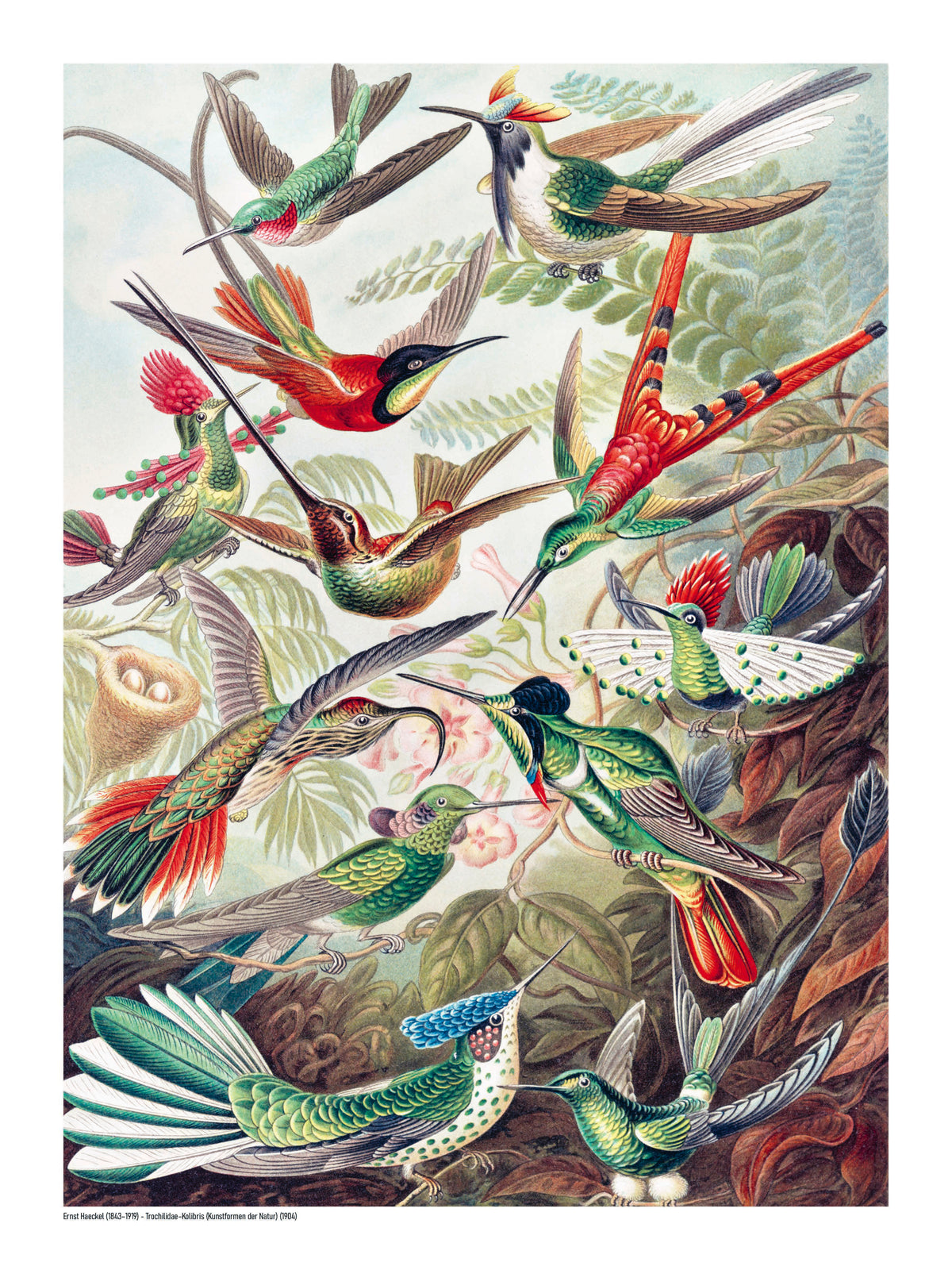 Vintage scientific illustration of colorful hummingbirds among tropical plants by Ernst Haeckel, digital print in portrait format, ideal for botanical wall art and nature-inspired home decor.
