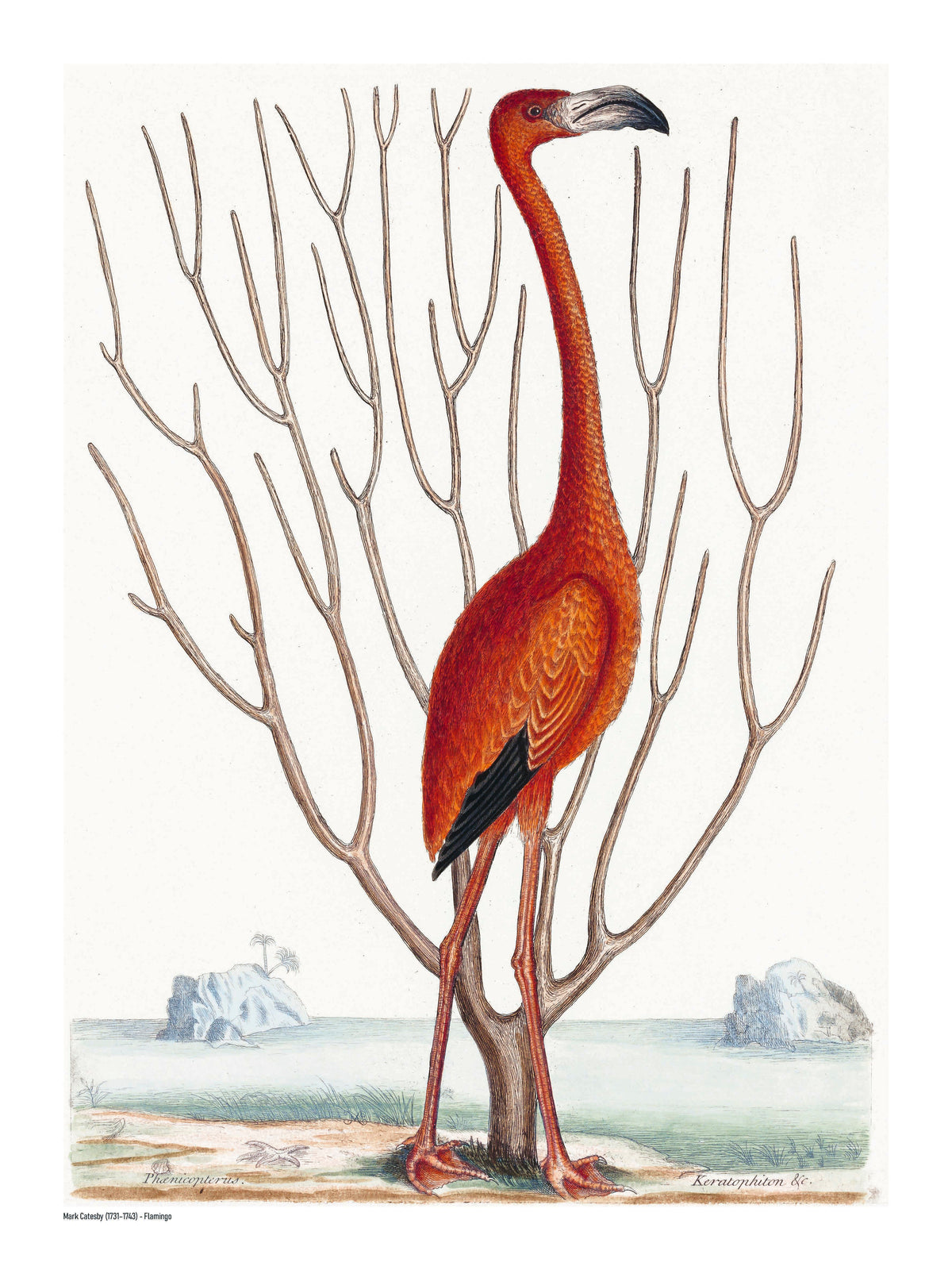 Vintage natural history illustration of a tall red-orange flamingo by Mark Catesby, surrounded by bare branches and a pale coastal landscape. Vertical digital print for nature-inspired wall decor.