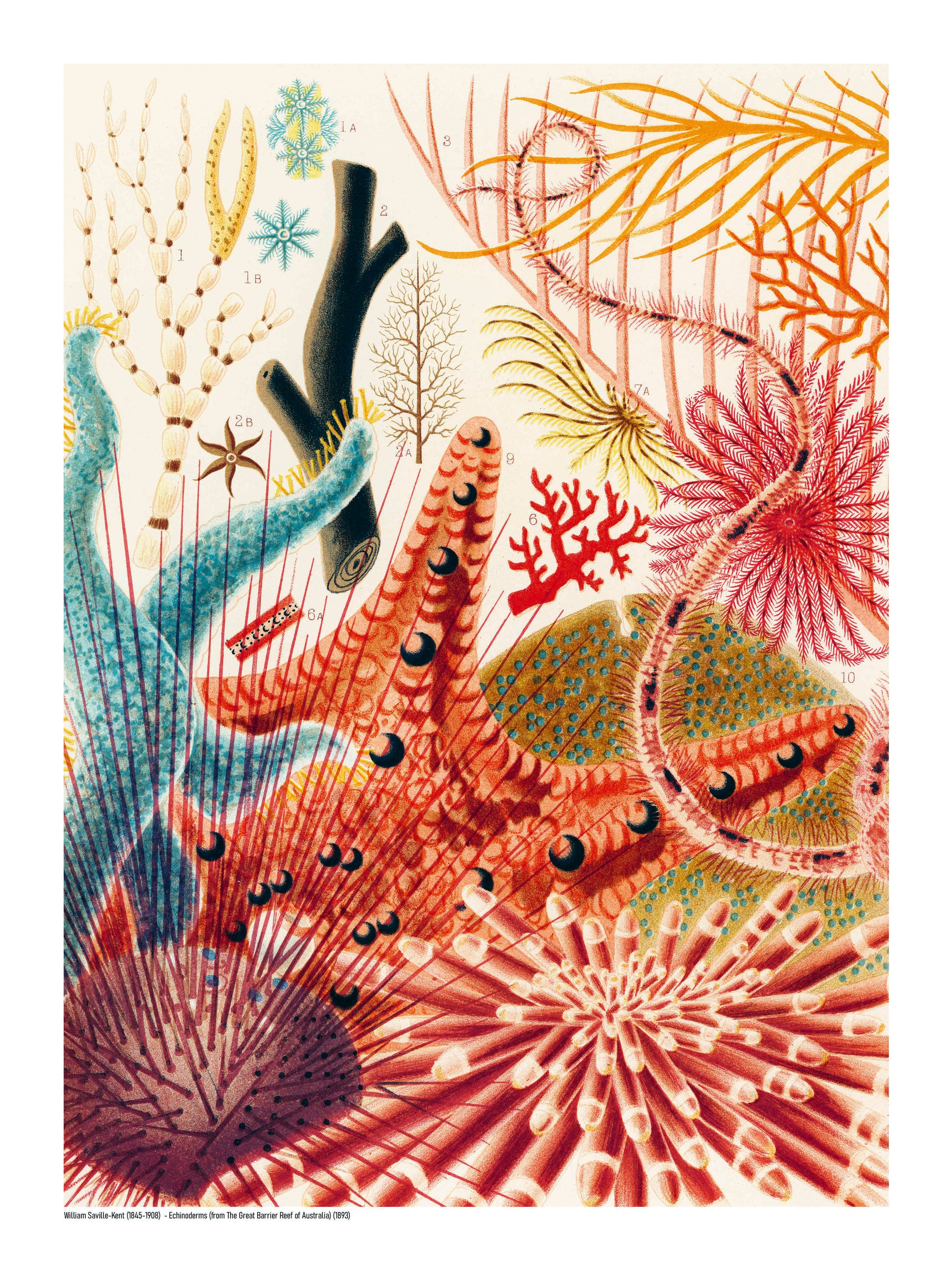 Vertical vintage natural history illustration of colourful echinoderms, sea urchins and branching marine forms in red, blue, orange and green, reproduced as a digital print for distinctive wall decor.